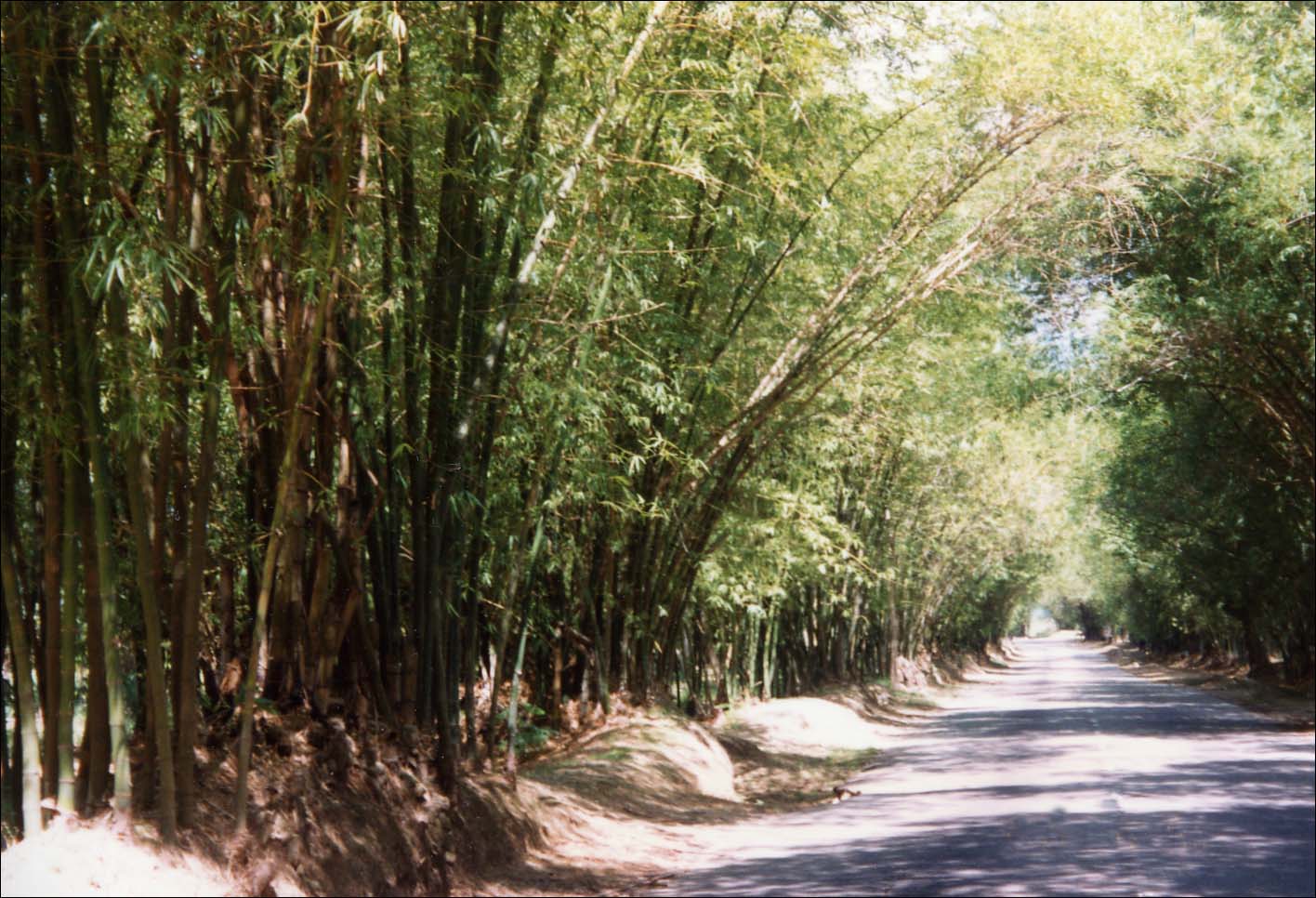 Bamboo_avenue